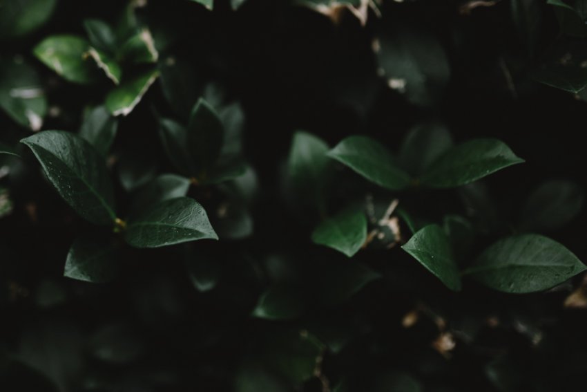 Close up photograph of green leaves