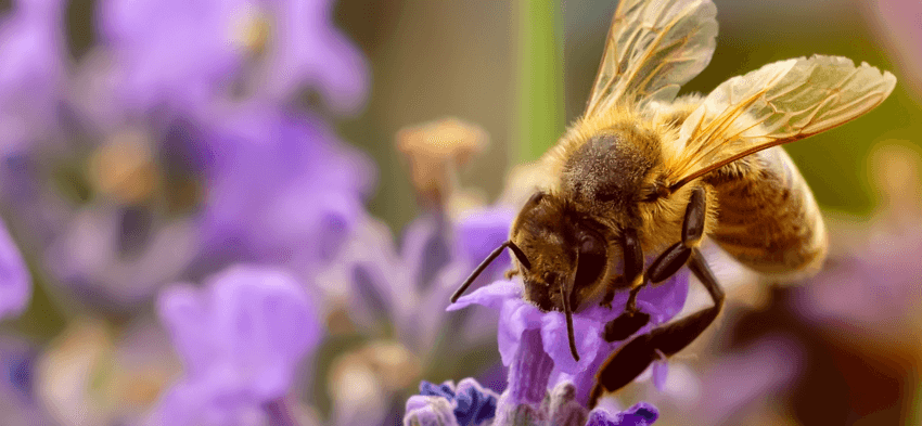 Close-up of a bee on a purple flower