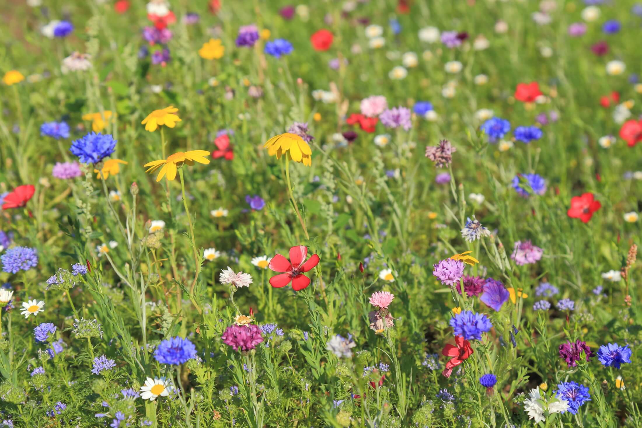 Detail of colourful wildflower meadow in summertime