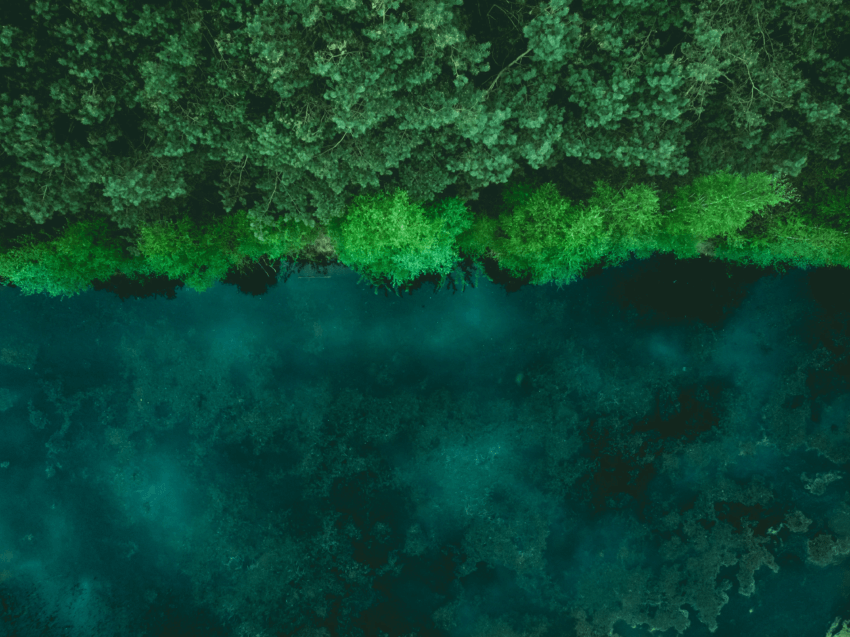 Bird's eye view of green tree tops and a green river