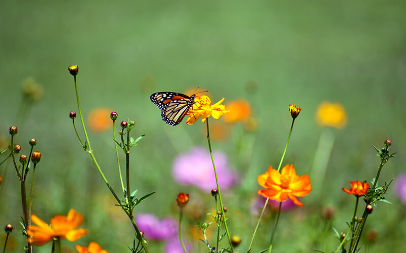 Butterfly on a wildflower in a meadow