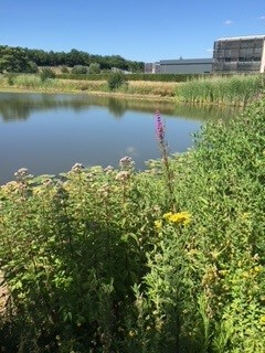 Lake with flowers around 