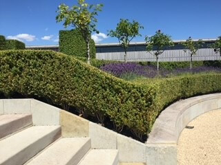 Trees and bushes in the grounds of an estate 