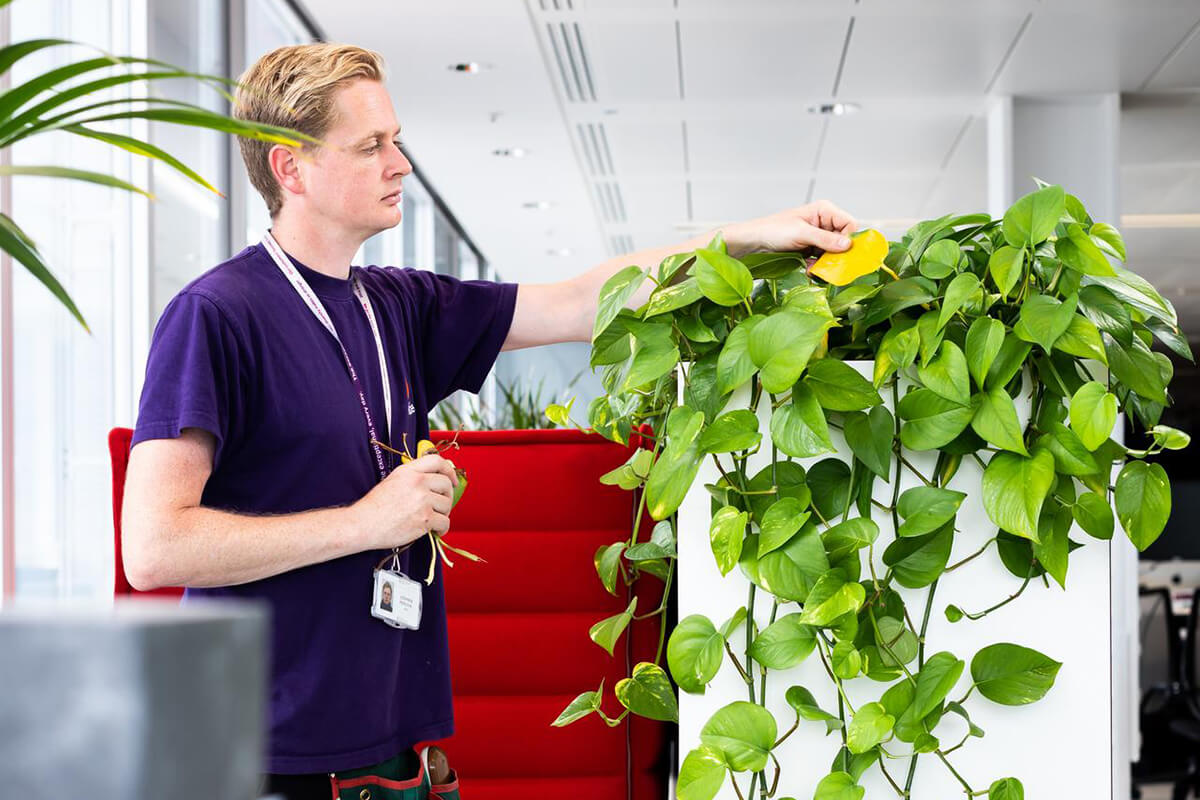 Mitie employee in a purple t-shirt taking dead leaves off an indoor office plant