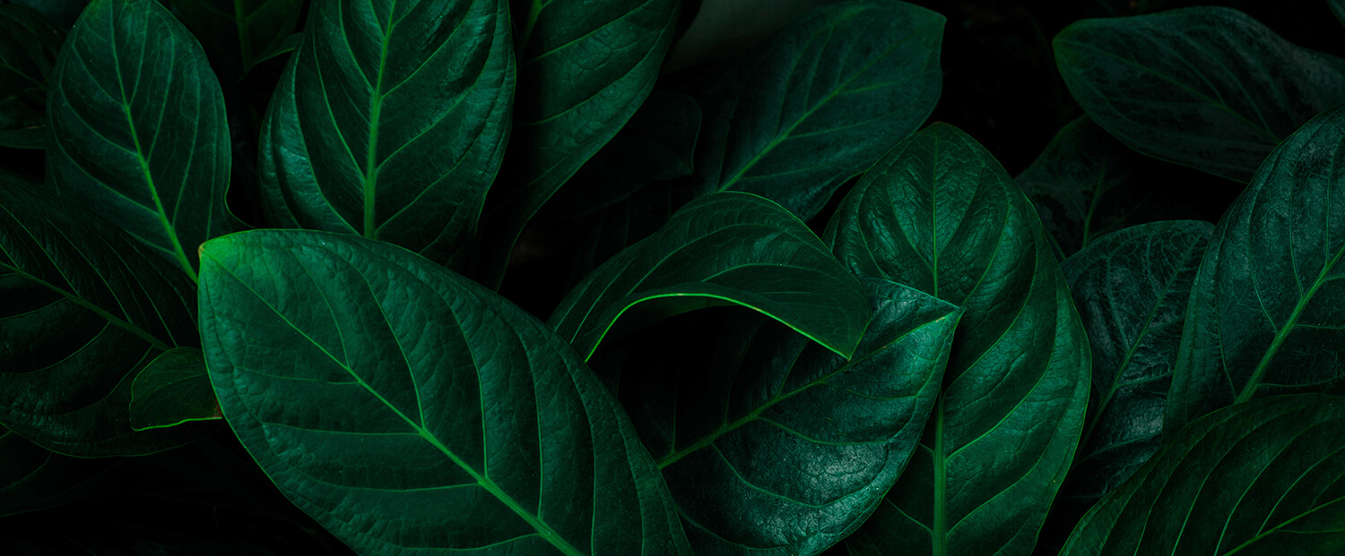 Close up of dark green leaves
