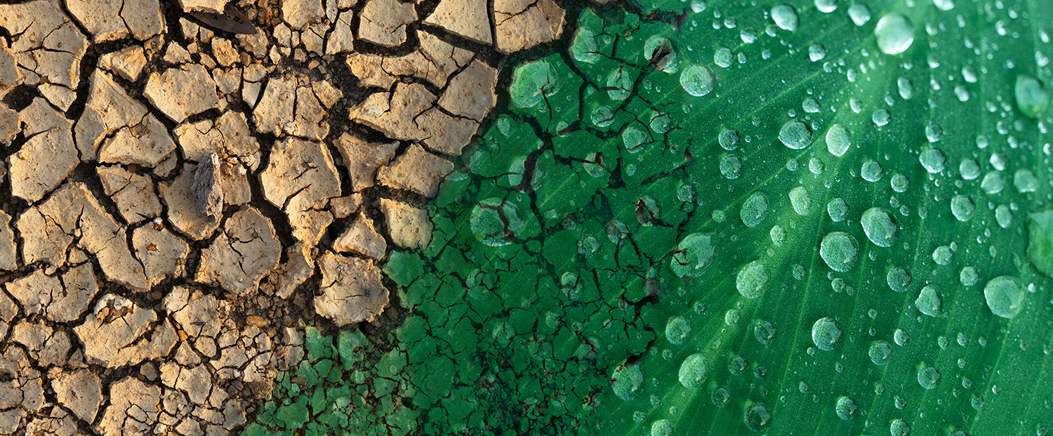 A close-up of a green leaf with dew merging into brown cracked soil