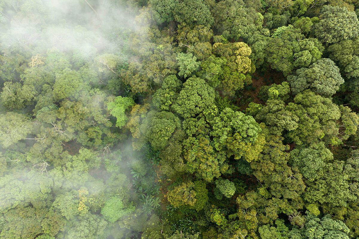 A bird's eye view of a green forest scape