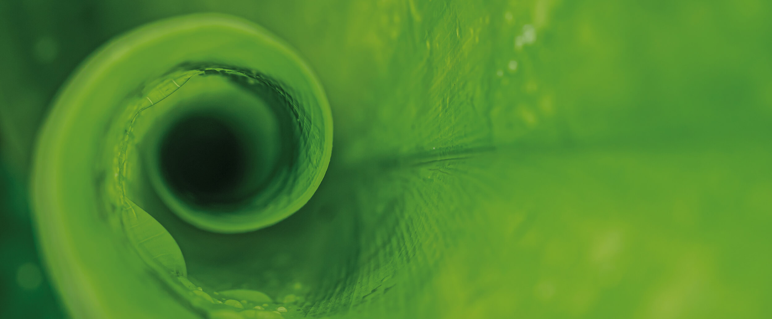 Close up of curled leaf