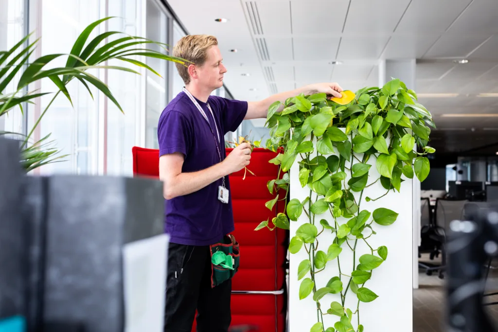 Mitie employeecaring for an indoor office plant