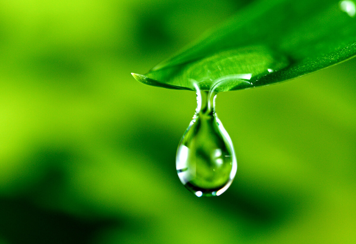Water drop on a green leaf