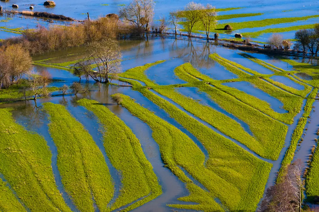 Flooded fields