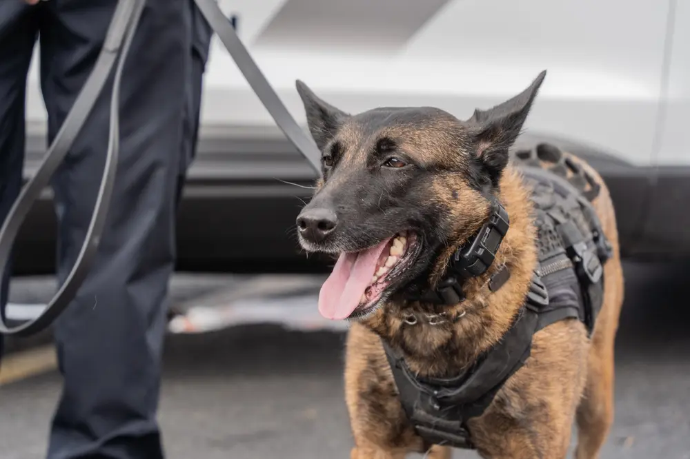 Close-up of a working dog