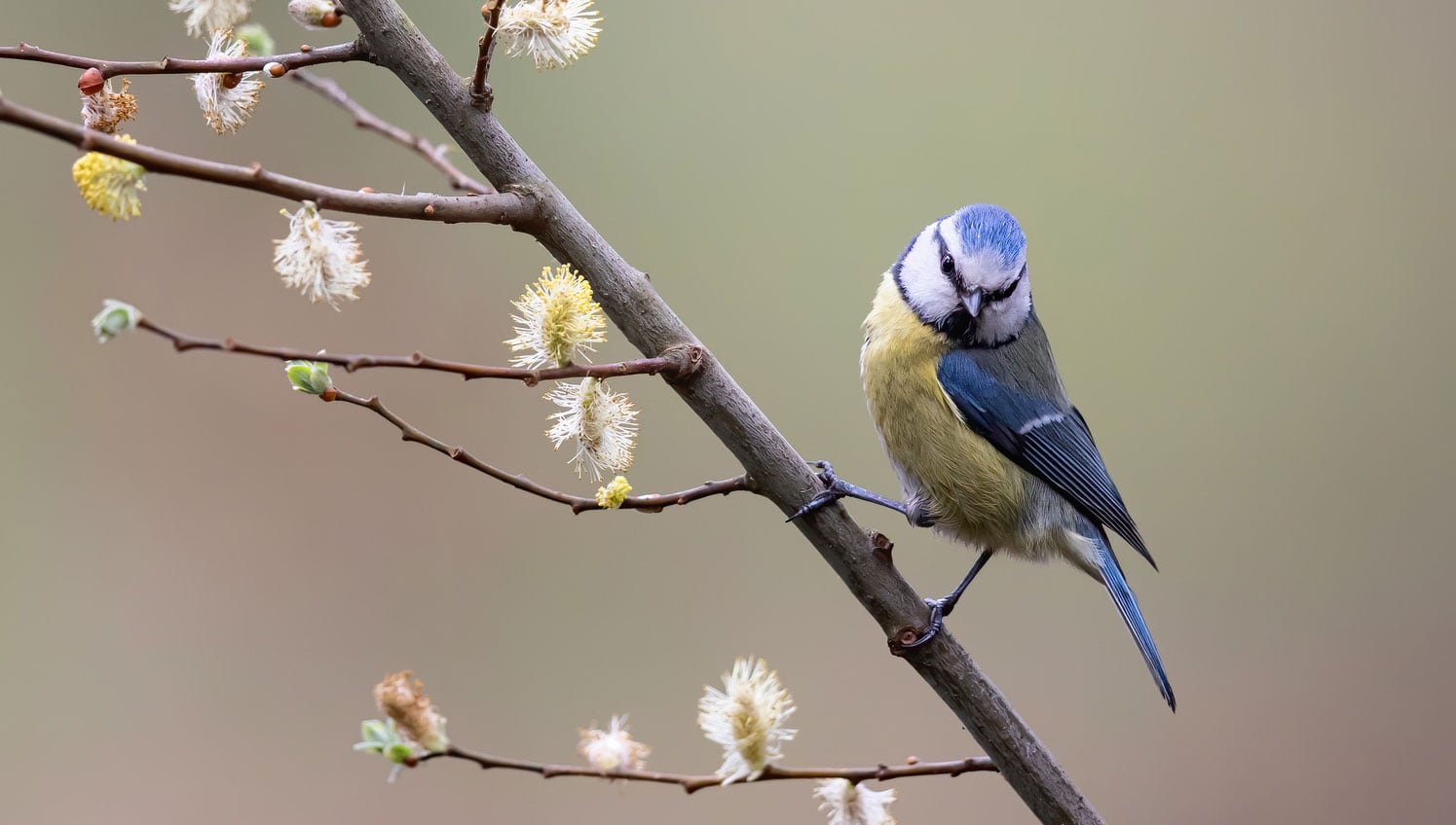 A bird on a branch.
