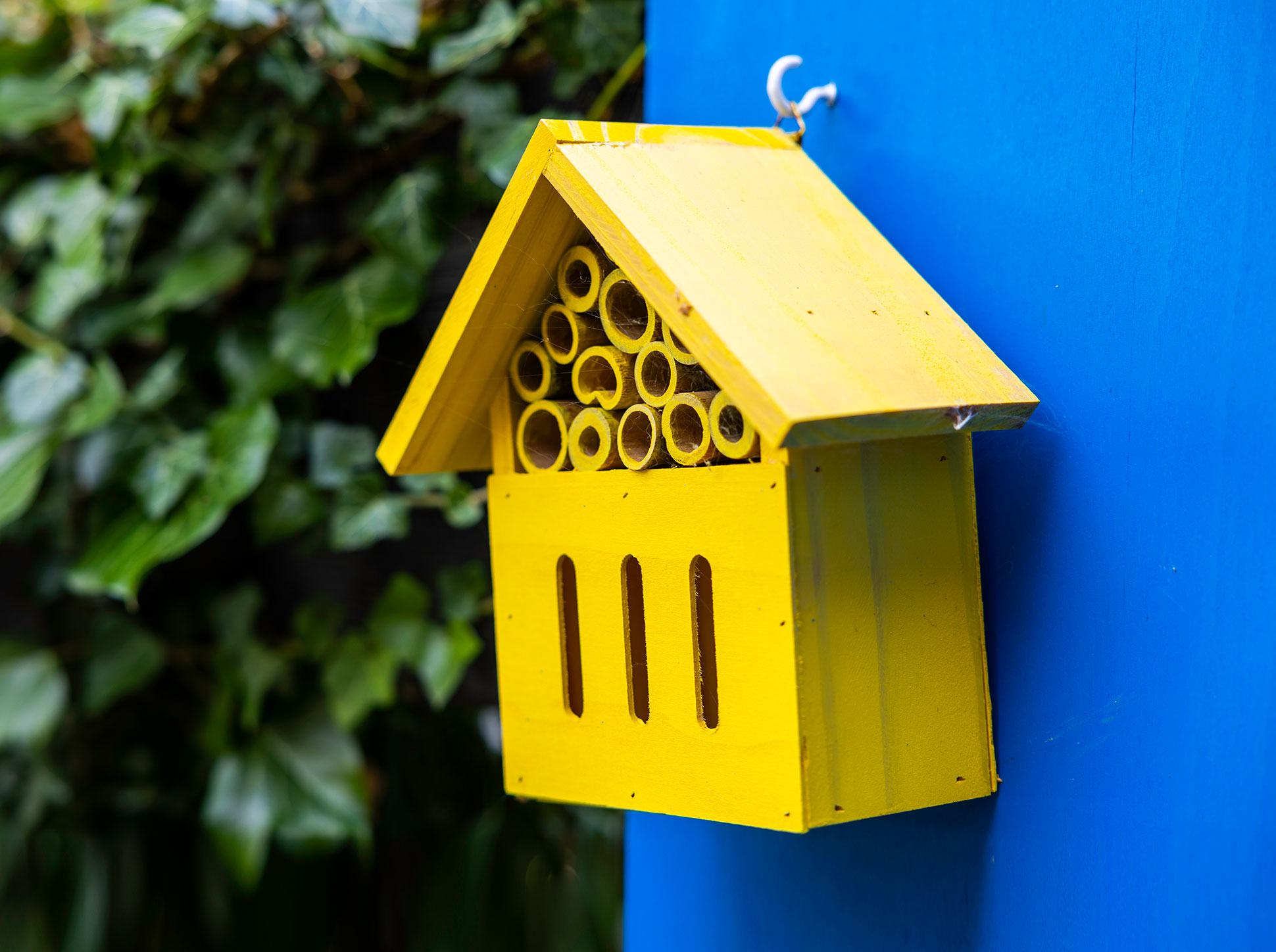 Insect house.