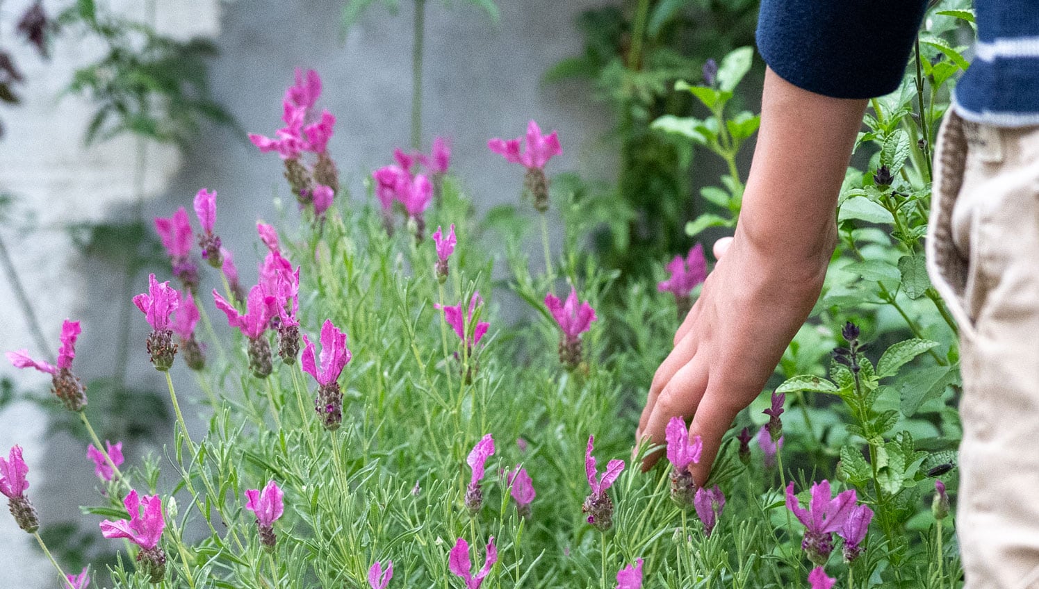 A hand touches flowers in a field.