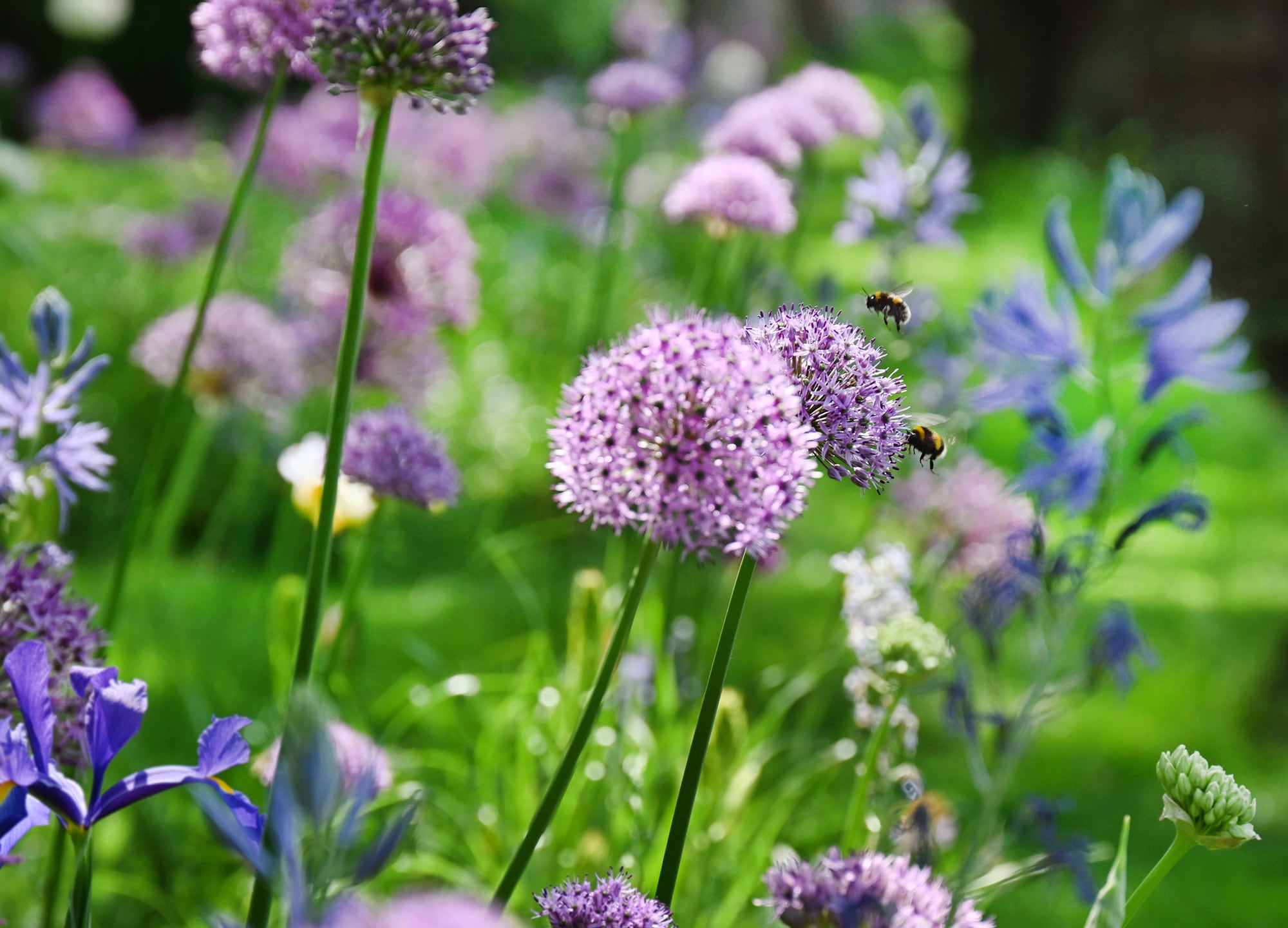 Meadow with flowers.